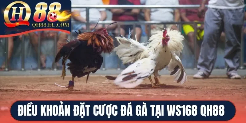 Điều khoản đặt cược đá gà tại WS168 QH88